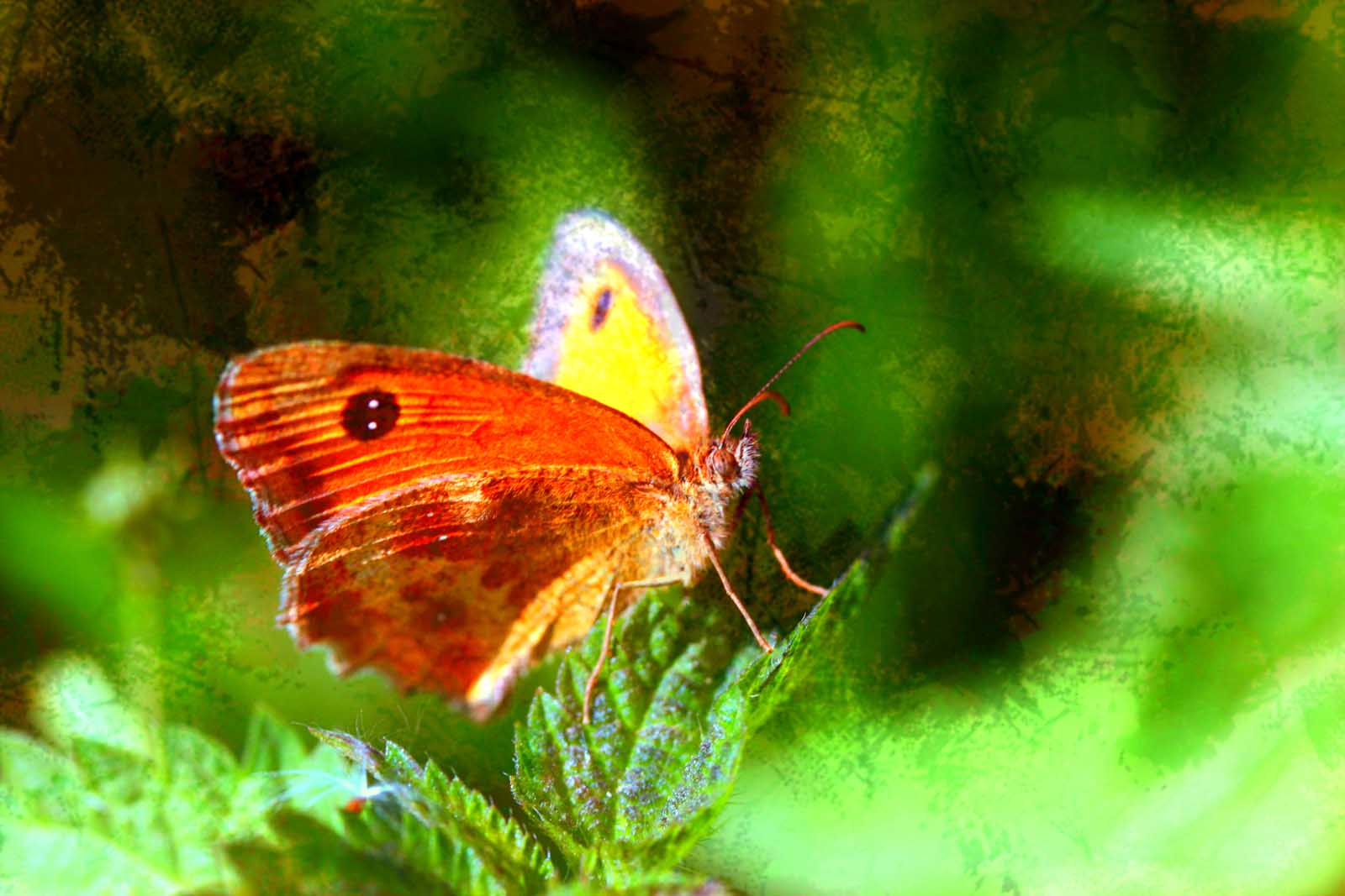 Papillon orange